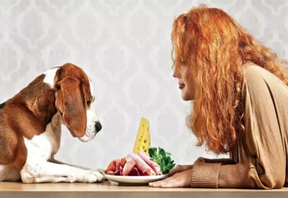 Peste 8 milioane de pisici și câini locuiesc în România. Cât ajunge să cheltuie, lunar, o familie pentru animăluțul de companie