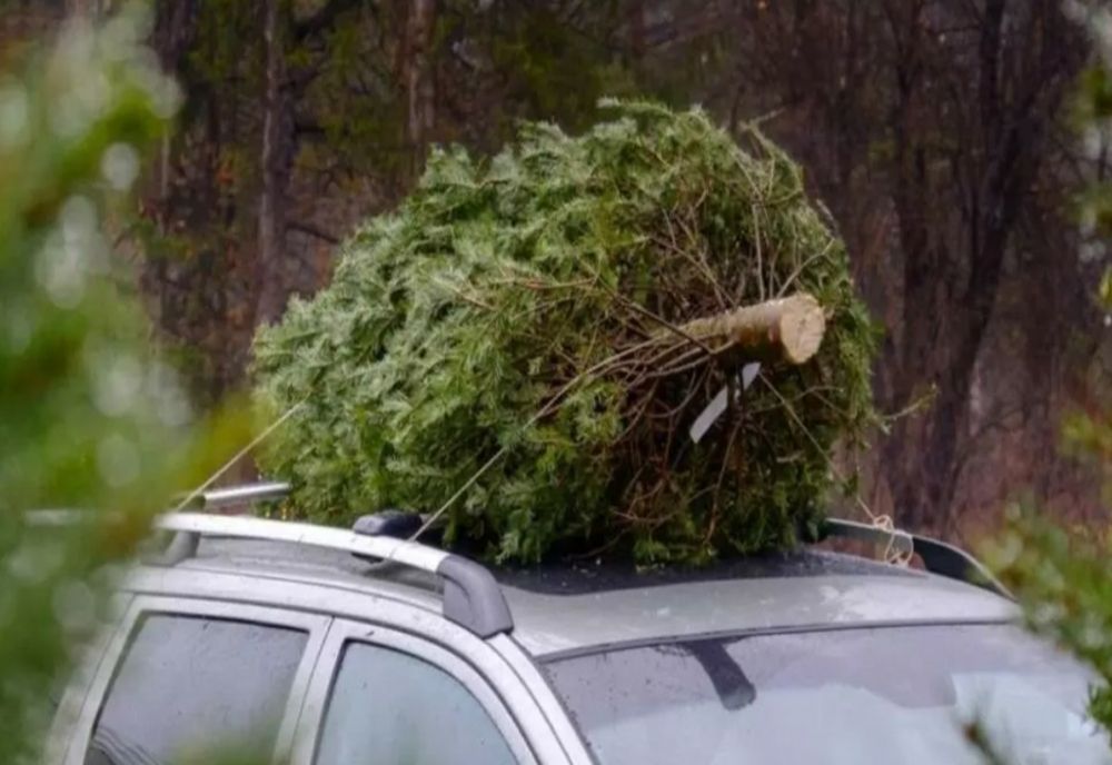 Este legal să transporți bradul de Crăciun cu mașina? Ce sancțiuni riscă românii prinși pe picior greșit