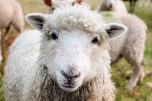 Carnea de miel va fi mai scumpă anul acesta, din cauza creşterii costurilor de producţie