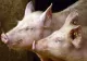 Avertisment ANSVSA pentru fermieri și stăpânii de animale: ce trebuie să facă în zilele de caniculă