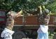 ANSVSA anunță peste 700 de focare de pestă porcină africană în 10 judeţe. Giurgiu nu e pe listă