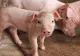Toate târgurile din judeţul Giurgiu, închise din cauza epidemiei de pestă porcină
