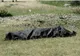 Incident fatal! Un giurgiuvean s-a înecat