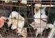 Apel de suflet, adoptă un câine! Peste 600 de patrupezi din Giurgiu aşteaptă să îşi găsească stăpâni.