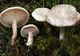 Giurgiuveni, mâncaţi ciuperci culese din pădure? Mare grijă la alegerea lor