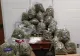 Zece kilograme de cannabis, confiscate la Călugăreni