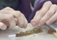 Doi traficanți de cannabis, descoperiți la Giurgiu