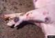 Măsuri urgente după confirmarea focarului de pestă porcină în Giurgiu