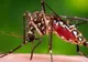 ALERTĂ! 196 de cazuri de infecție cu virusul West Nile. Câte cazuri sunt la Giurgiu
