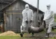 Pesta porcină africană se extinde rapid în județul Giurgiu. Câte focare sunt