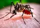 Noi cazuri de îmbolnăviri și zeci de morți cu virusul West-Nile. Vezi situația la Giurgiu