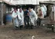 Dosare penale pentru extinderea epidemiei de pestă porcină în Mihai Bravu și Comana