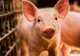 Vezi situația pestei porcine în Giurgiu și în țară!