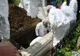 Au dezgropat mortul pentru a vedea dacă a fost ucis! În ce localitate din Giurgiu s-a întâmplat