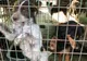"Ia-mă acasă!" Sute de câini din adăpostul public așteaptă să fie adoptați