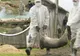 Alertă! Un nou focar de pestă porcină africană în județul Giurgiu