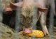 Cinci focare de pestă porcină africană din județul Giurgiu, închise