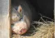 Țăranii au voie să crească mai mult de 5 porci! Ordinul a fost anulat