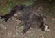 Un alt caz de pestă porcină africană la mistreți, la Greaca