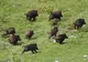 Alertă în Giurgiu: Focarele de pestă porcină africană se extind pe fondurile de vânătoare