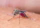 INSP: 11 cazuri de infecție cu virusul West Nile, confirmate în județul Giurgiu în 2026