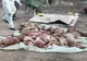 Mii de porci domestici uciși în mai multe localități, autorități în alertă