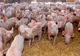 Creştere uriașă a focarelor de pestă porcină. Zeci de localități sunt afectate