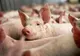 Pesta porcină ameninţă gospodăriile. Focare descoperite și la ferme din județul Giurgiu