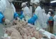Carne care ar putea fi contaminată cu virus din China, comercializată la Giurgiu