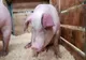 În județul Giurgiu mai este activ un singur focar de pestă porcină, în gospodăriile populației