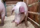 Situația pestei porcine în județul Giurgiu