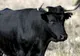 Fermier mort după ce a fost atacat de un taur
