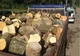 Hoţii de lemne vor rămâne fără mijloacele pe care le folosesc pentru comiterea ilegalităţilor!