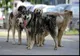 Se înființează Poliția Animalelor. Autoritățile pot acționa fără mandat dacă un animal este torturat 