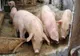 Au apărut noi focare de pestă porcină în județul Giurgiu