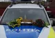 Mărțișoare, flori și recomandări, oferite de polițiști