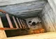 Câine scos de pompierii giurgiuveni dintr-un beci adânc de 2,5 metri