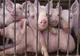 Un giurgiuvean a vrut să vândă porci cu pestă, în Argeș! Autoritățile din Giurgiu au declarat focar în gospodăria acestuia