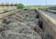 Trei autocamioane încărcate cu peste 64 de tone deşeuri din pilitură de fier, oprite la PTF Giurgiu