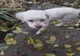 Găsit câine mascul, bichon, în zona Jandarmeriei Giurgiu
