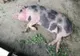 Două noi focare de pestă porcină africană în județul Giurgiu