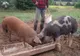 ANSVSA: Porcul crescut în gospodărie, carnea și produsele din carne de la acesta sunt interzise la comercializare