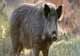 Focar de pestă porcină africană, descoperit pe fondul de vânătoare de la Căscioarele