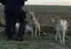 Giurgiu. Trei bărbaţi cercetaţi pentru braconaj cinegetic