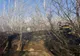 Giurgiu. Incendiu violent pe şoseaua Portului. Hectare întregi de vegetaţie uscată, în flăcări