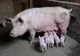 Românii vor putea crește în gospodării mai mult de cinci porci, dar trebuie să respecte anumite reguli