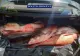 Giurgiu. 65 de kilograme de pește capturat pe Dunăre, confiscat de poliţiştii de la transporturi 