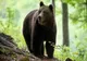 Urs rătăcit între magazinele unui mall din Brașov. Cum s-a plimbat animalul înainte să ajungă echipele de intervenție