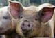 Alertă! Suspiciune de pestă porcină la Călugăreni