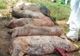 Giurgiu, afectat serios de pesta porcină africană. Încă două focare confirmate la Călugăreni și Uzunu